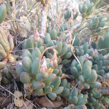 Image of Pachyphytum hookeri (Salm-Dyck) A. Berger