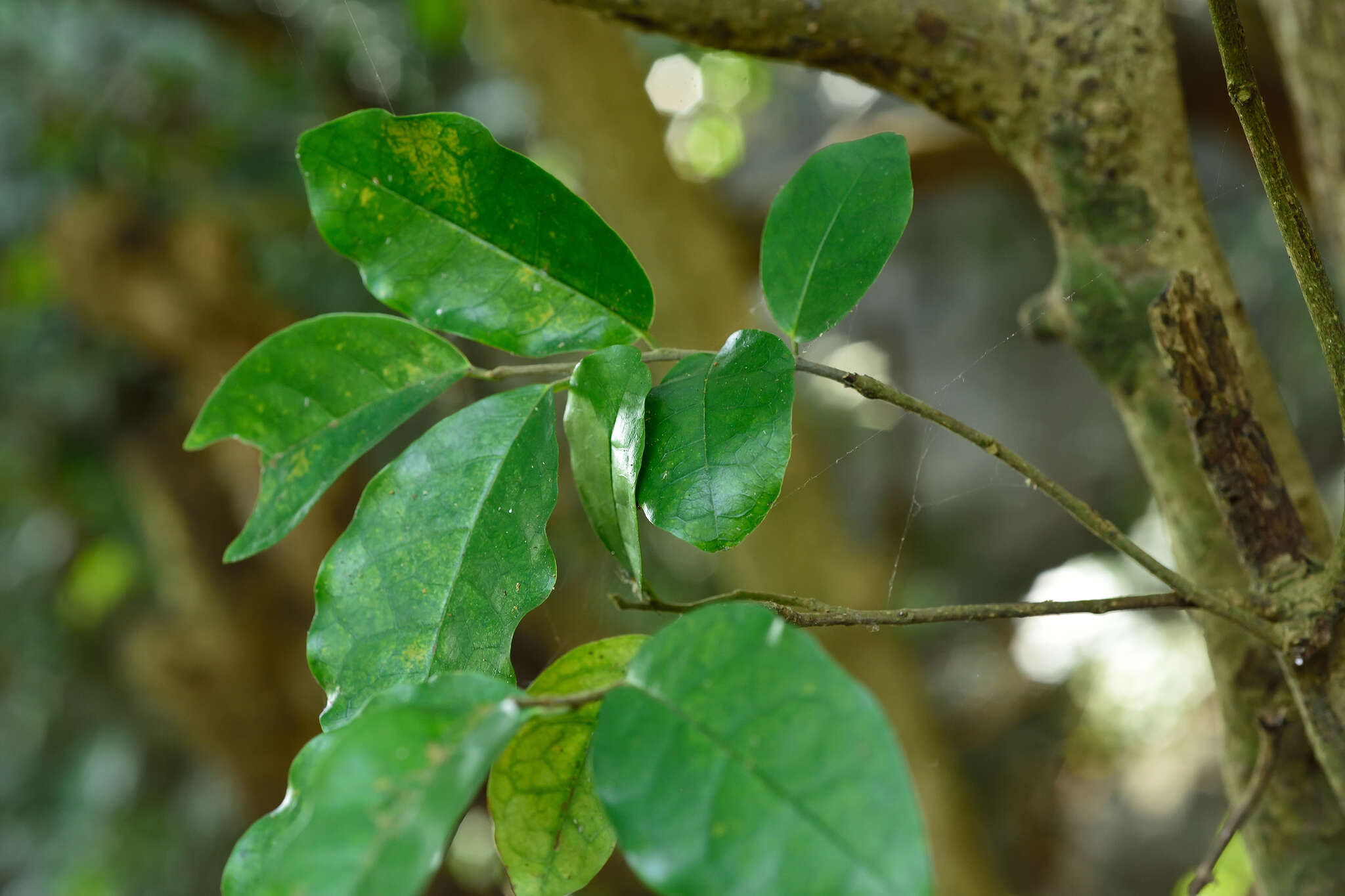 山地五月茶的圖片