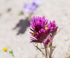 Слика од Castilleja exserta var. venusta (A. Heller) J. M. Egger