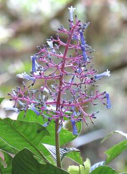 Image of Palicourea lineata Benth.