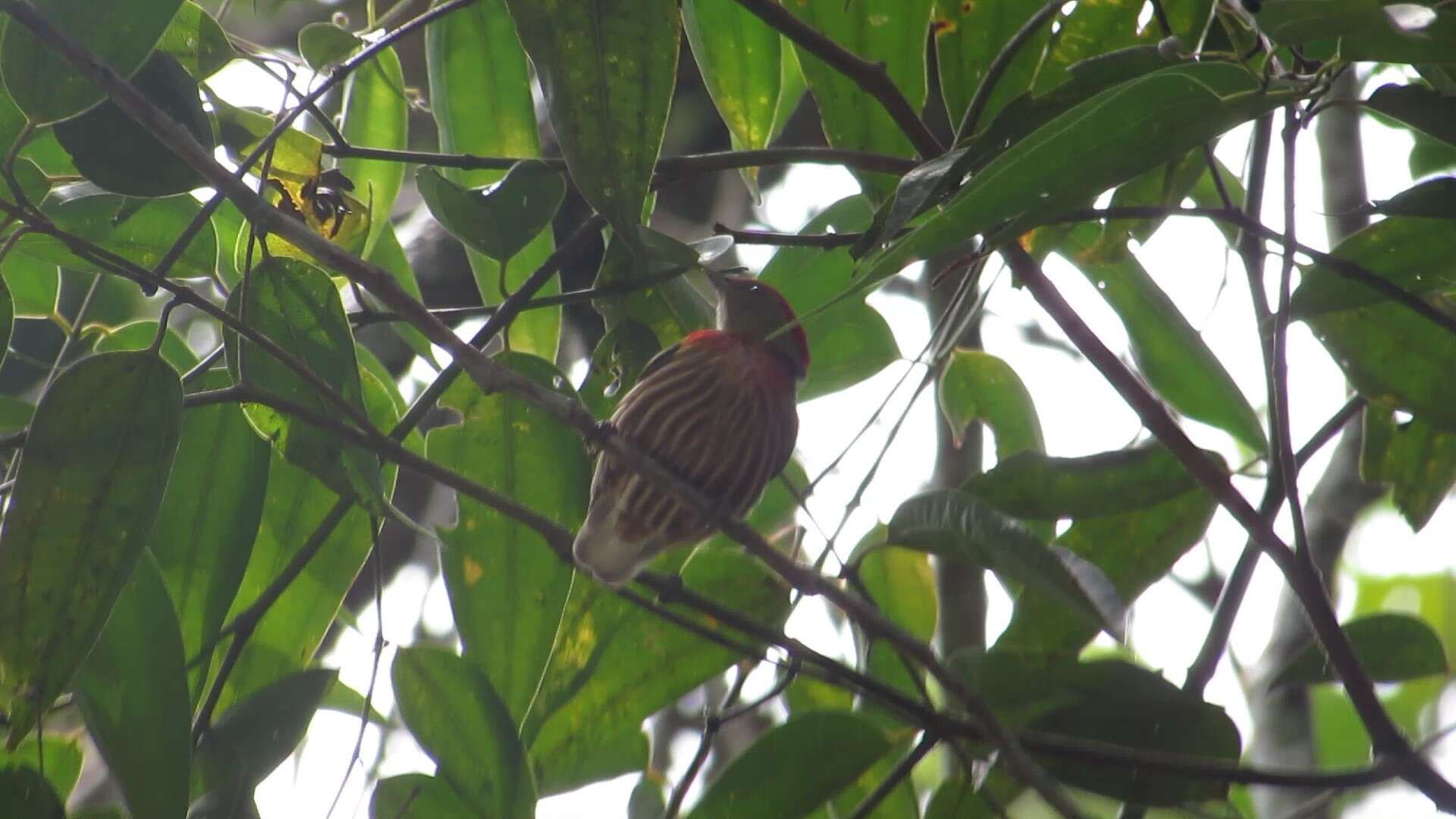 Image of Striolated Manakin