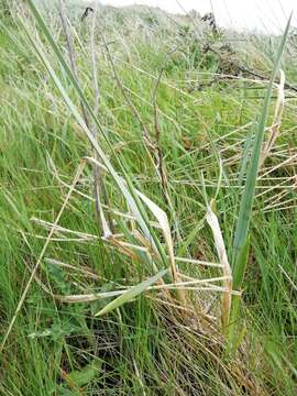 Image of lyme-grass