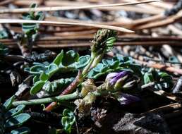 Image of copper mine milkvetch