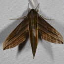 Image de Xylophanes indistincta Closs 1915