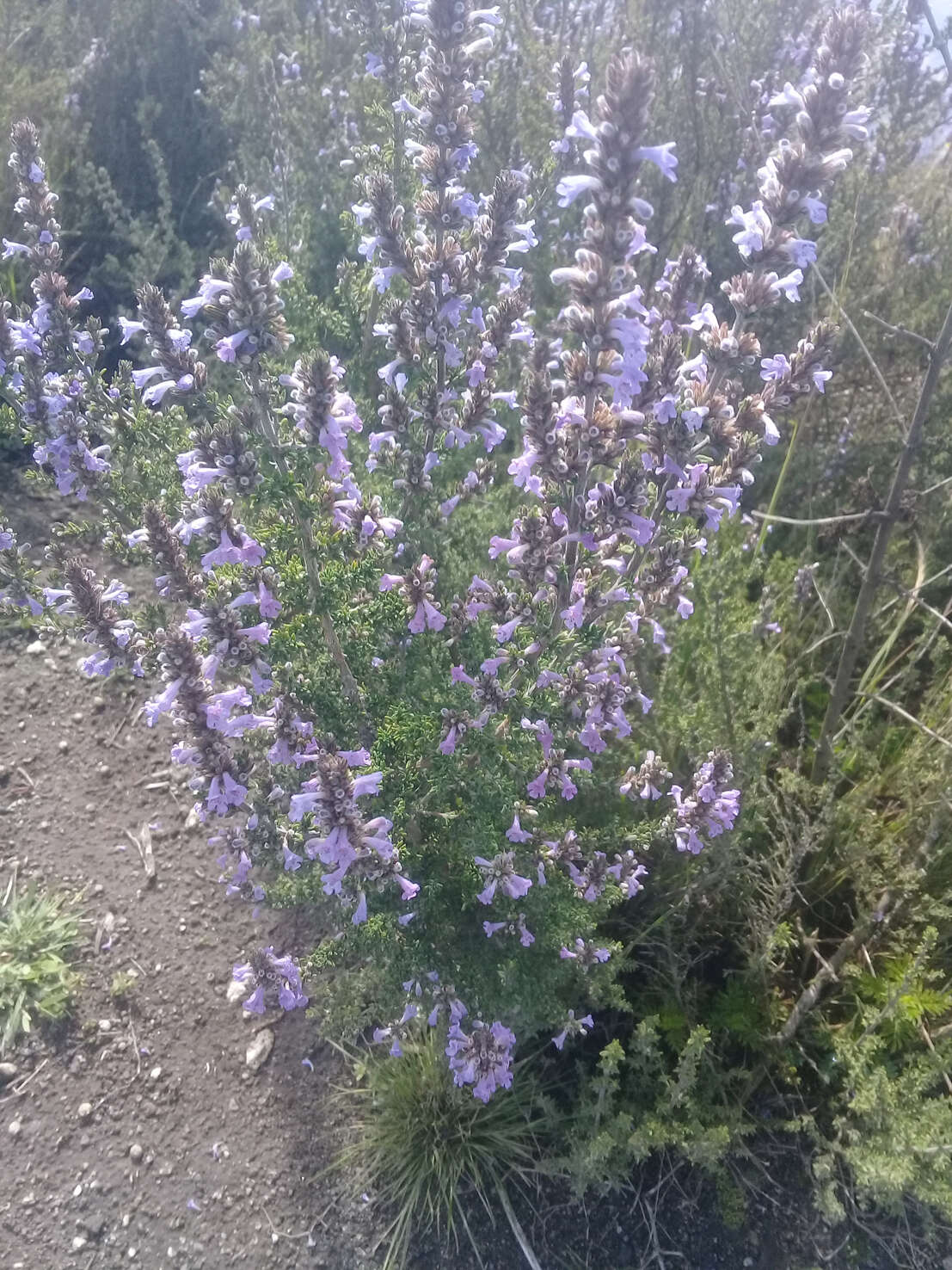 Clinopodium fasciculatum (Benth.) Govaerts的圖片