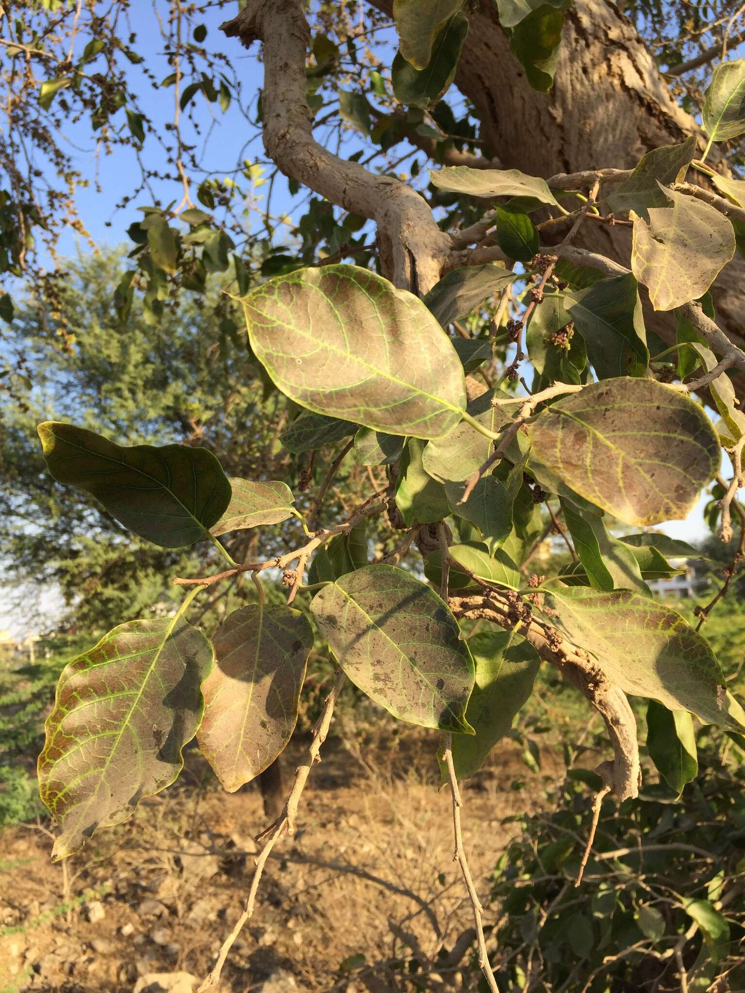 Image de Holoptelea integrifolia (Roxb.) Planch.