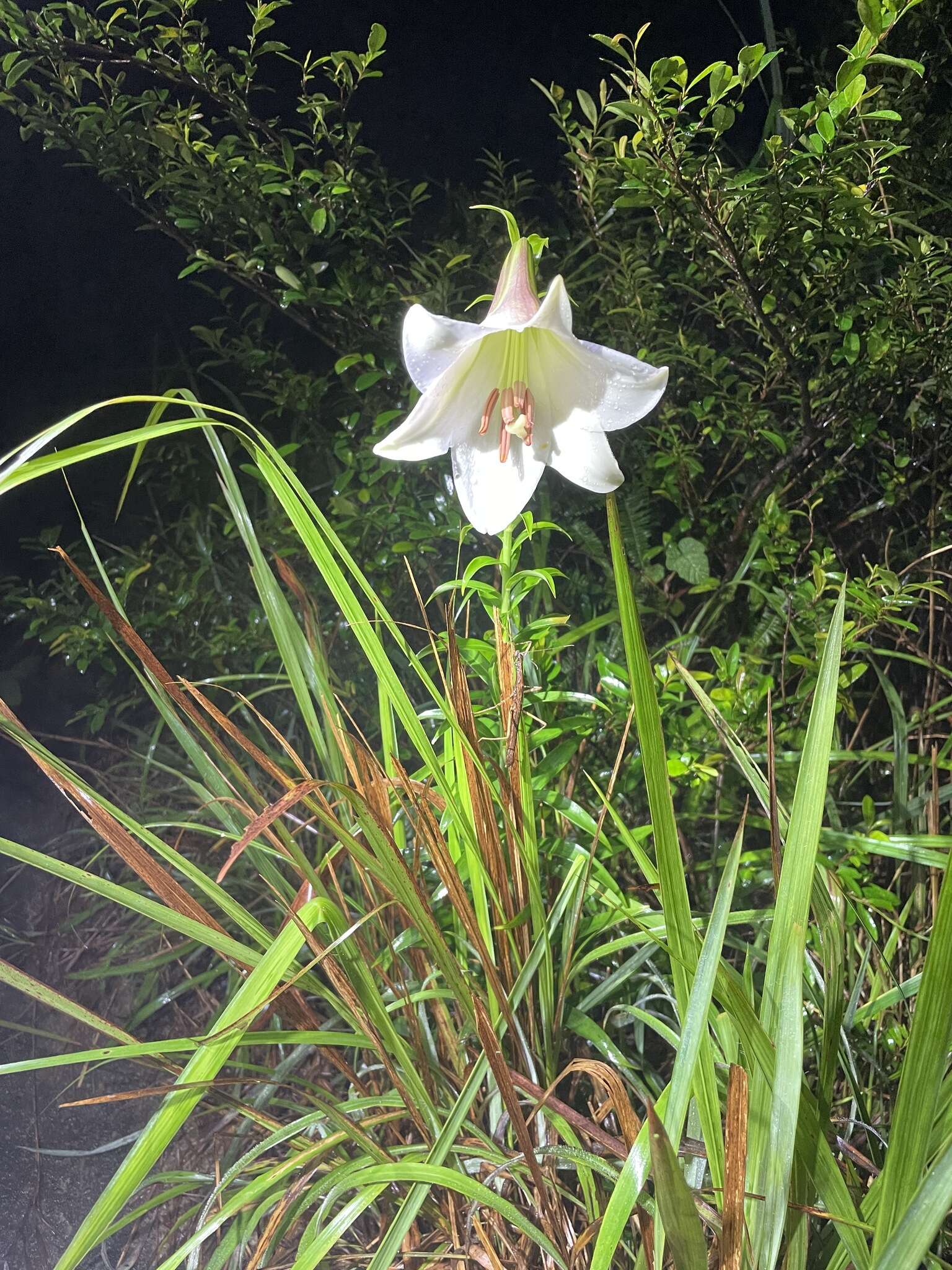 Image of Chinese Lily