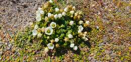 Imagem de Gentianella saxosa (G. Forst.) Holub