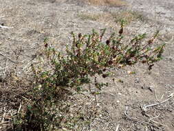 صورة Maireana brevifolia (R. Br.) P. G. Wilson