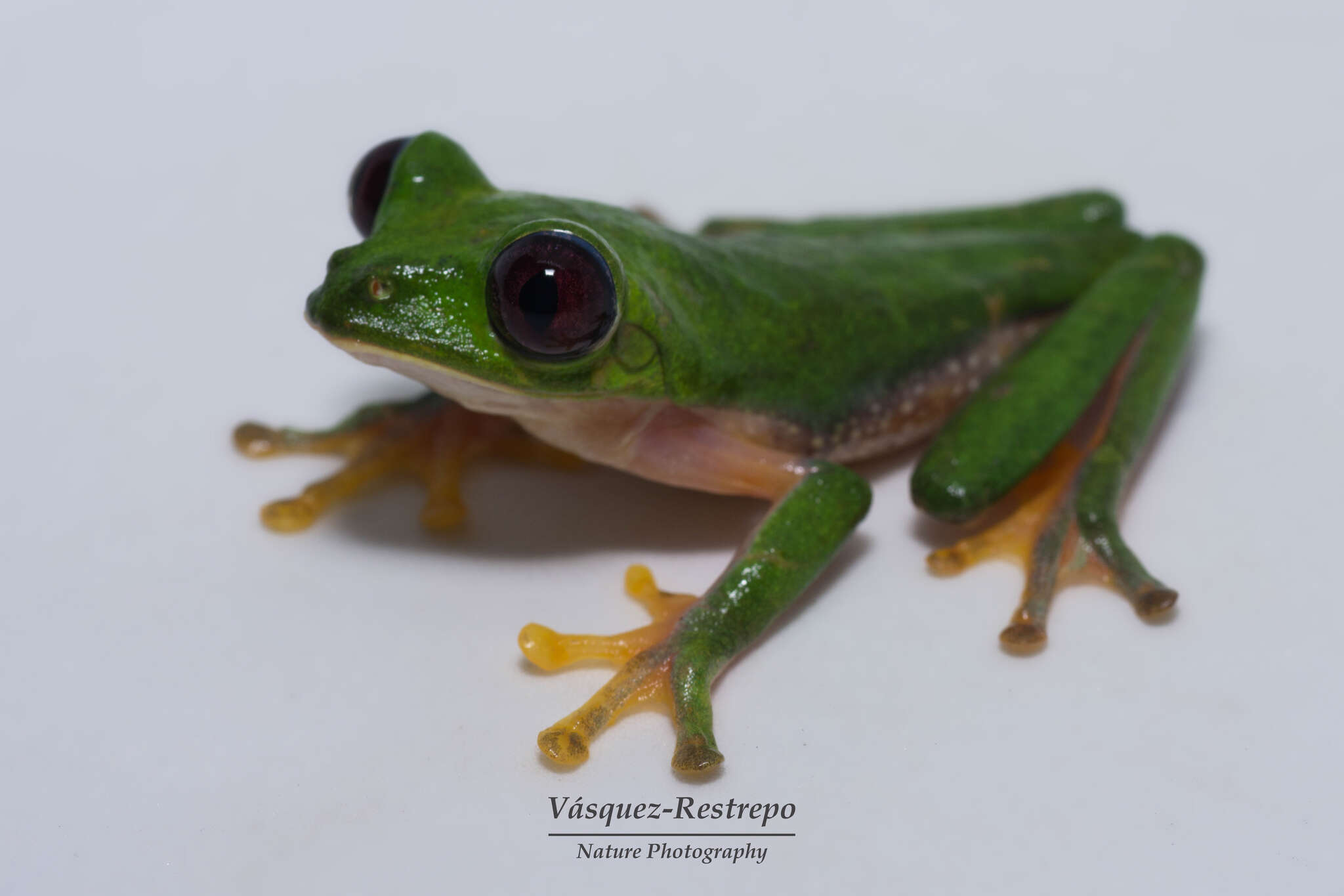 Image of Agalychnis terranova Rivera-Correa, Duarte-Cubides, Rueda-Almonacid & Daza-R. 2013