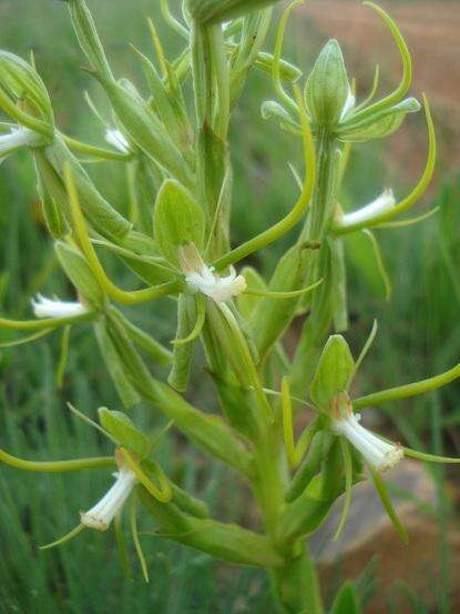 Habenaria clavata (Lindl.) Rchb. fil. resmi