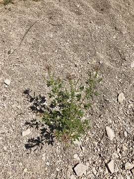 Image of redwhisker clammyweed