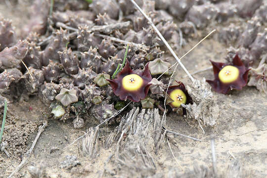 Image of Ceropegia pillansiana (N. E. Br.) Bruyns