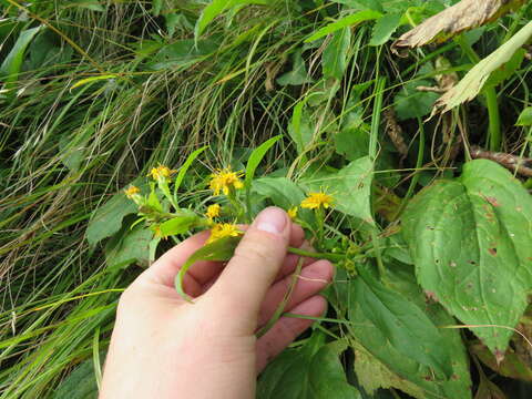 Image of Clustered Goldenrod