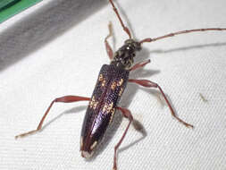 Image of Coptocercus rubripes (Boisduval 1835)