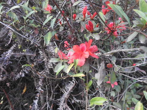 Plancia ëd Rhododendron simsii Planch.