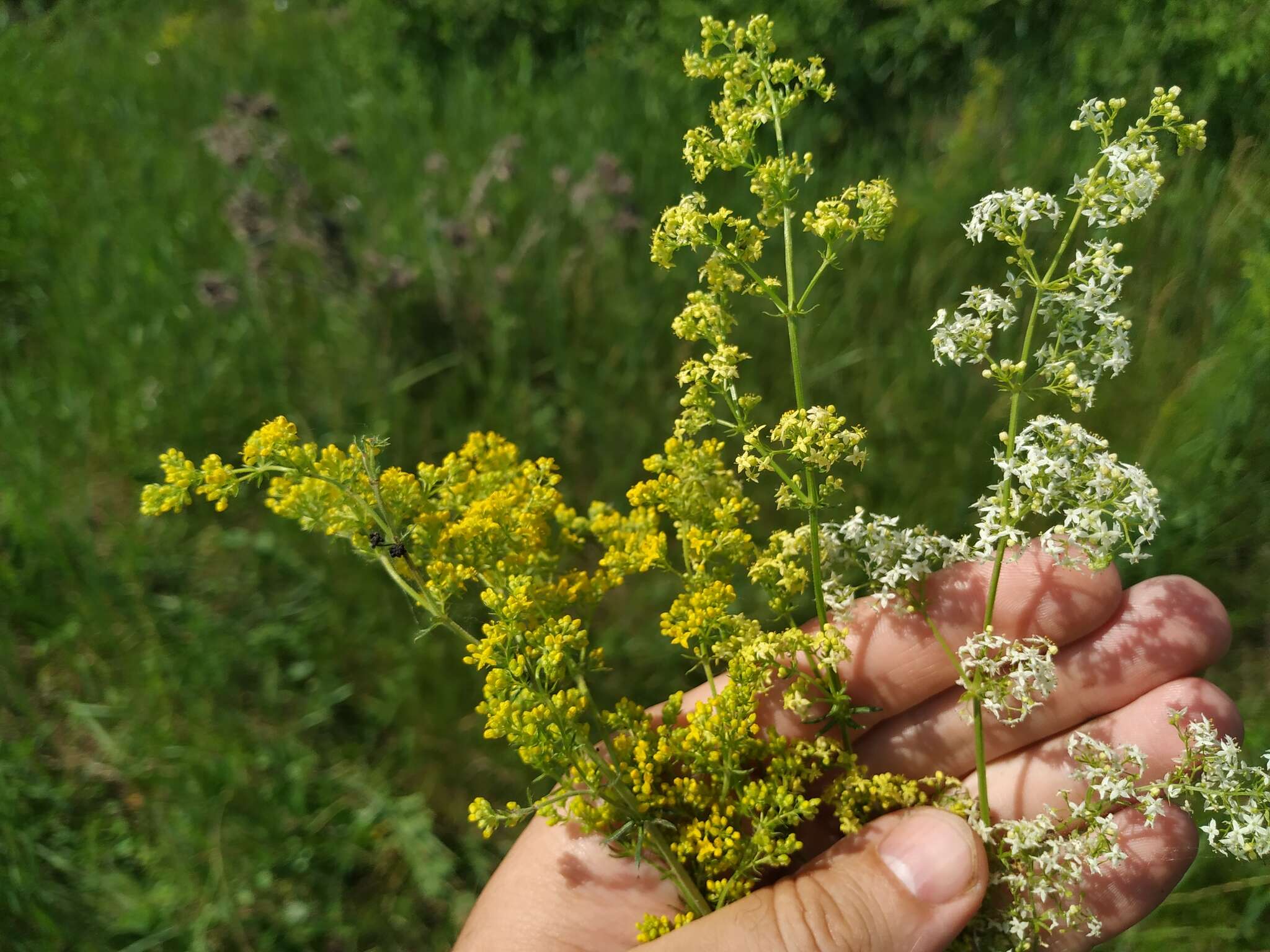 Plancia ëd Galium pomeranicum Retz.