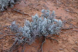 Plancia ëd Maireana sedifolia (F. Müll.) P. G. Wilson