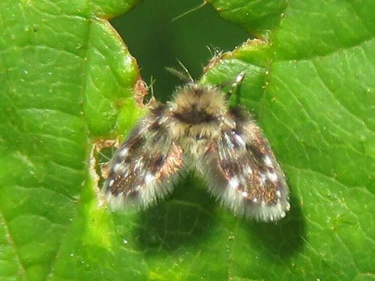 Image of Clytocerus splendidus Jezek 2007