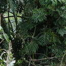 Image of Philodendron elegans K. Krause