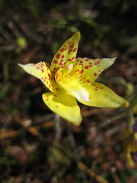 Image of Kalbarri cowslip orchid