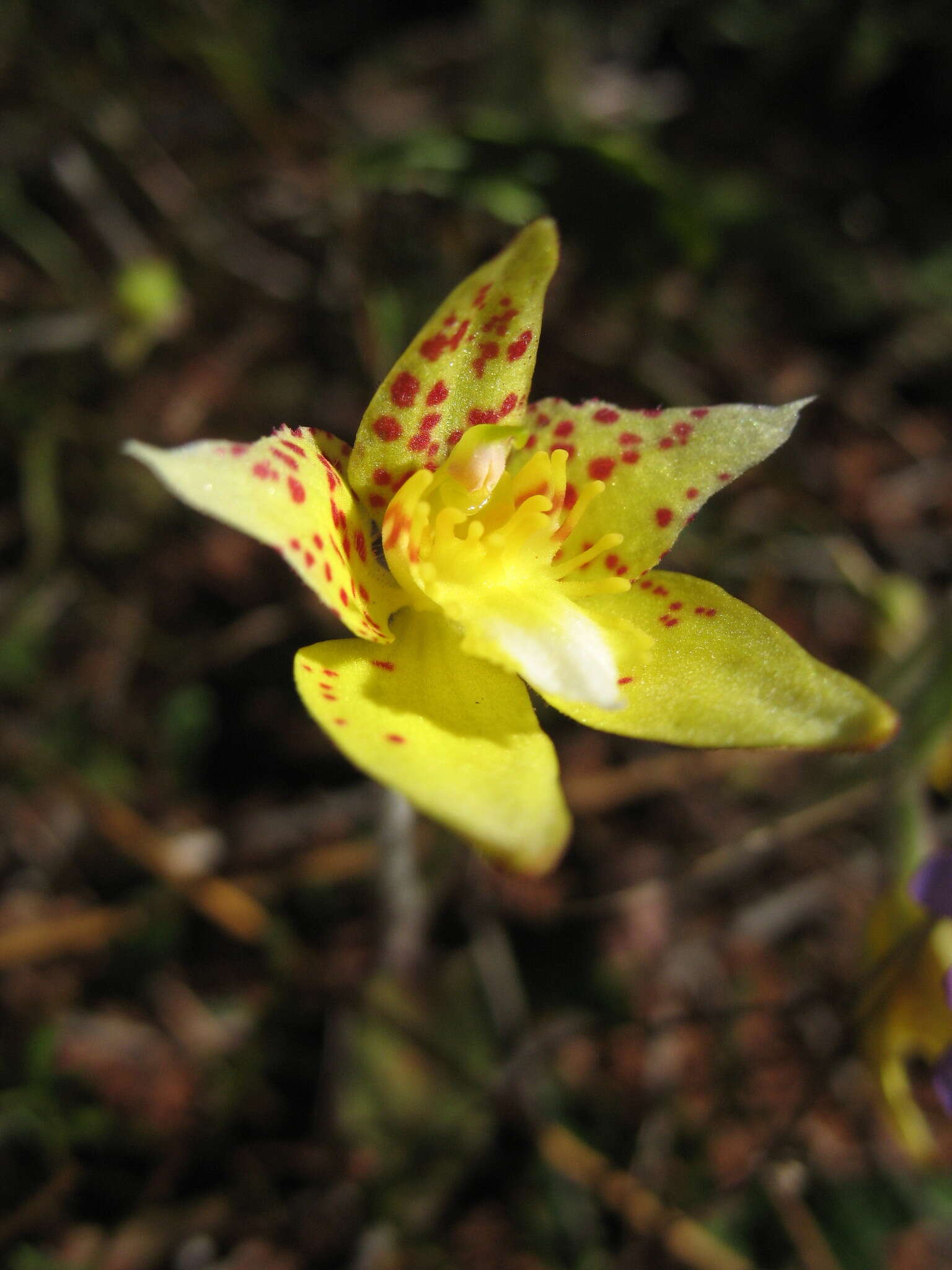 Image de Caladenia flava subsp. maculata Hopper & A. P. Br.