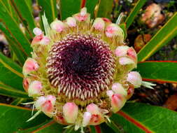 Image of Protea lorifolia (Salisb. ex Knight) Fourc.