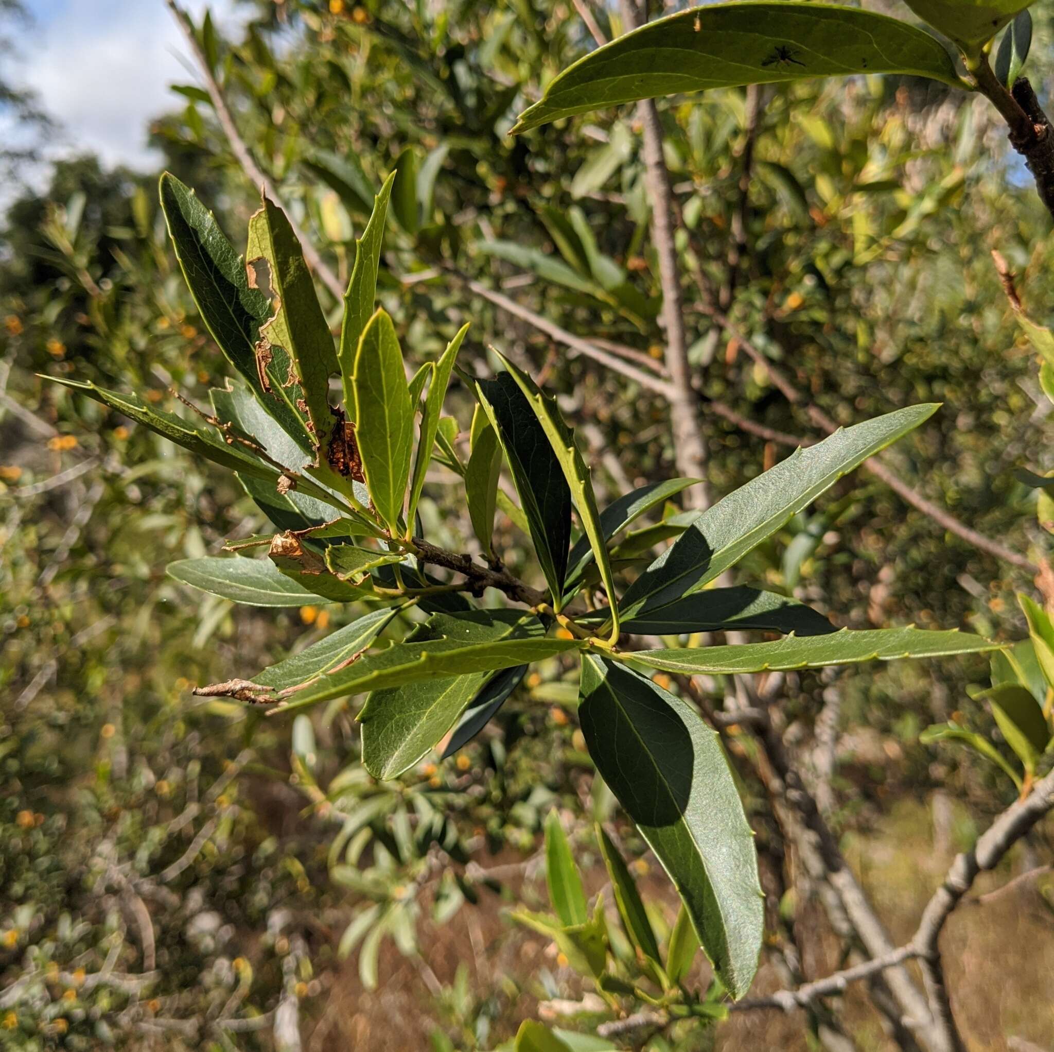 Image of Denhamia bilocularis (F. Müll.) M. P. Simmons