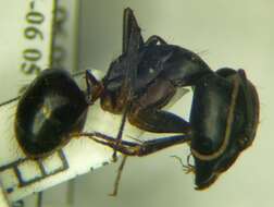 صورة Camponotus sanctus Forel 1904