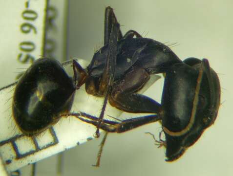 صورة Camponotus sanctus Forel 1904