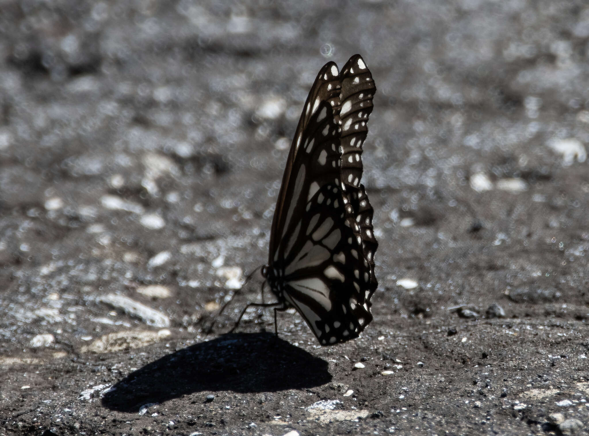 Sivun Danaus (Anosia) ismare Cramer 1782 kuva