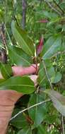 Image of balsam willow