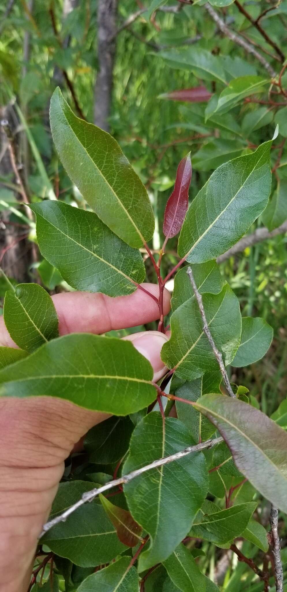 Image of balsam willow