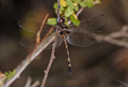 Image of Macrothemis imitans Karsch 1890