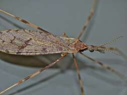 Image of Rhamphophila lyrifera Edwards 1923