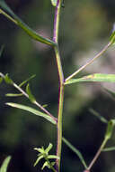 Image of Boreal American-Aster