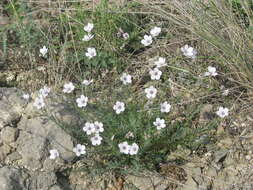 صورة Linum tenuifolium L.