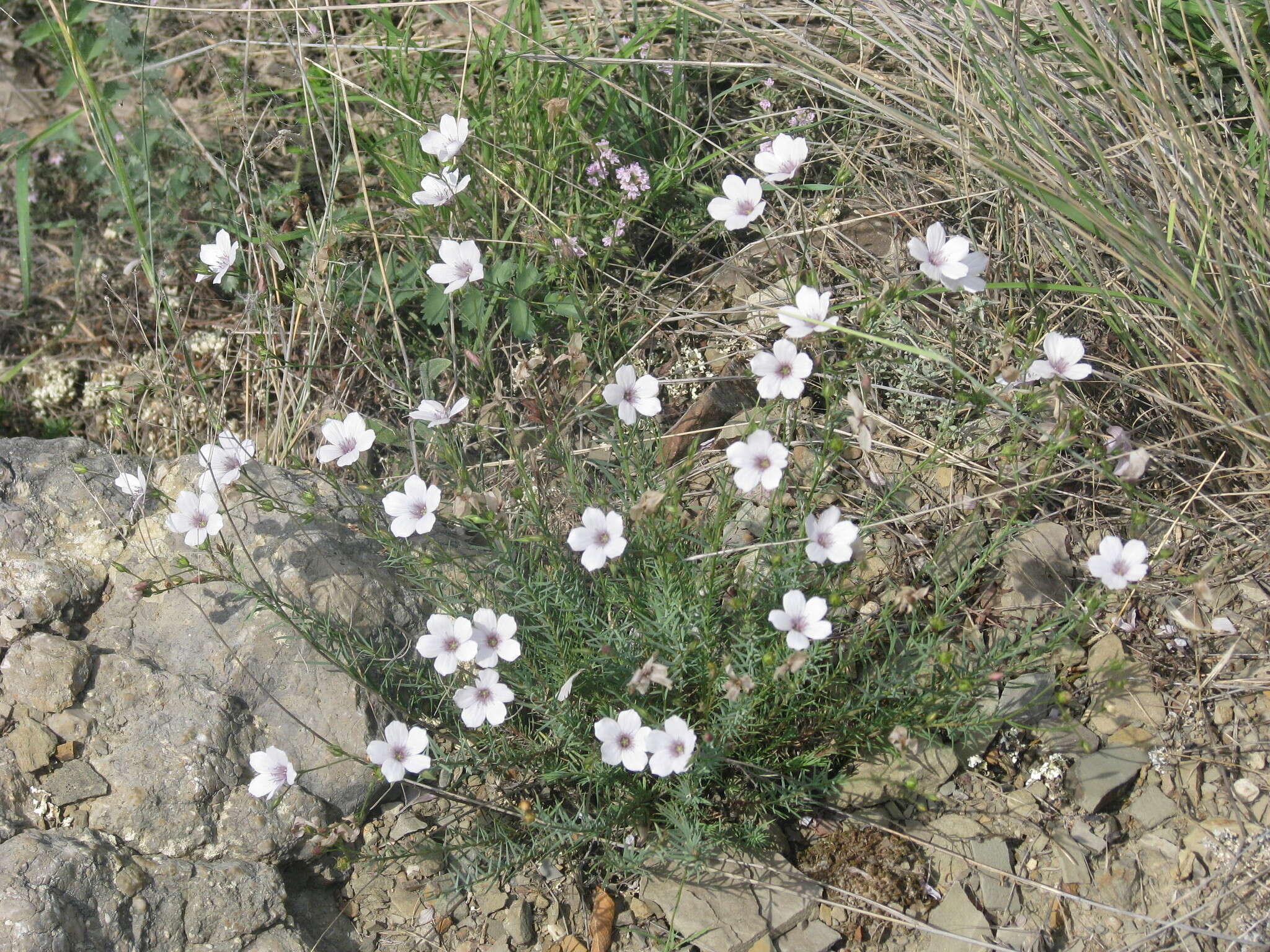 صورة Linum tenuifolium L.