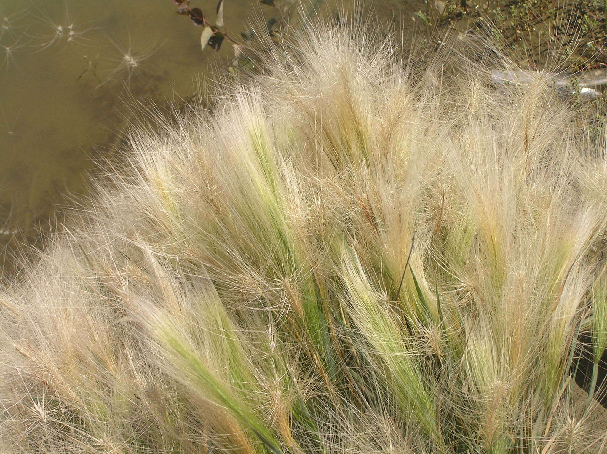 Image of Hordeum jubatum L.