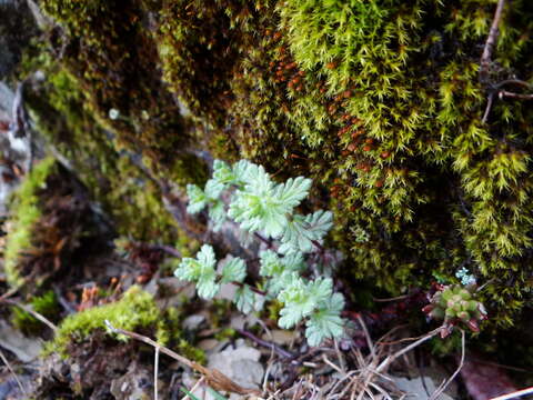 Imagem de Euphrasia nankotaizanensis Yamam.