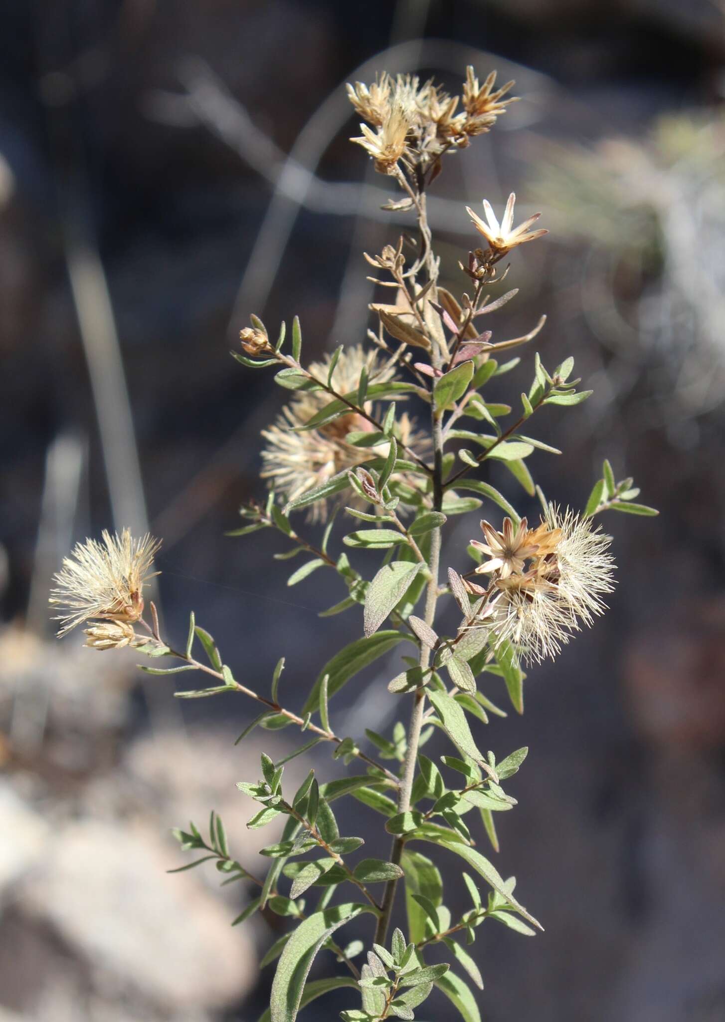 Asanthus thyrsiflorus (A. Gray) R. King & H. Rob. resmi