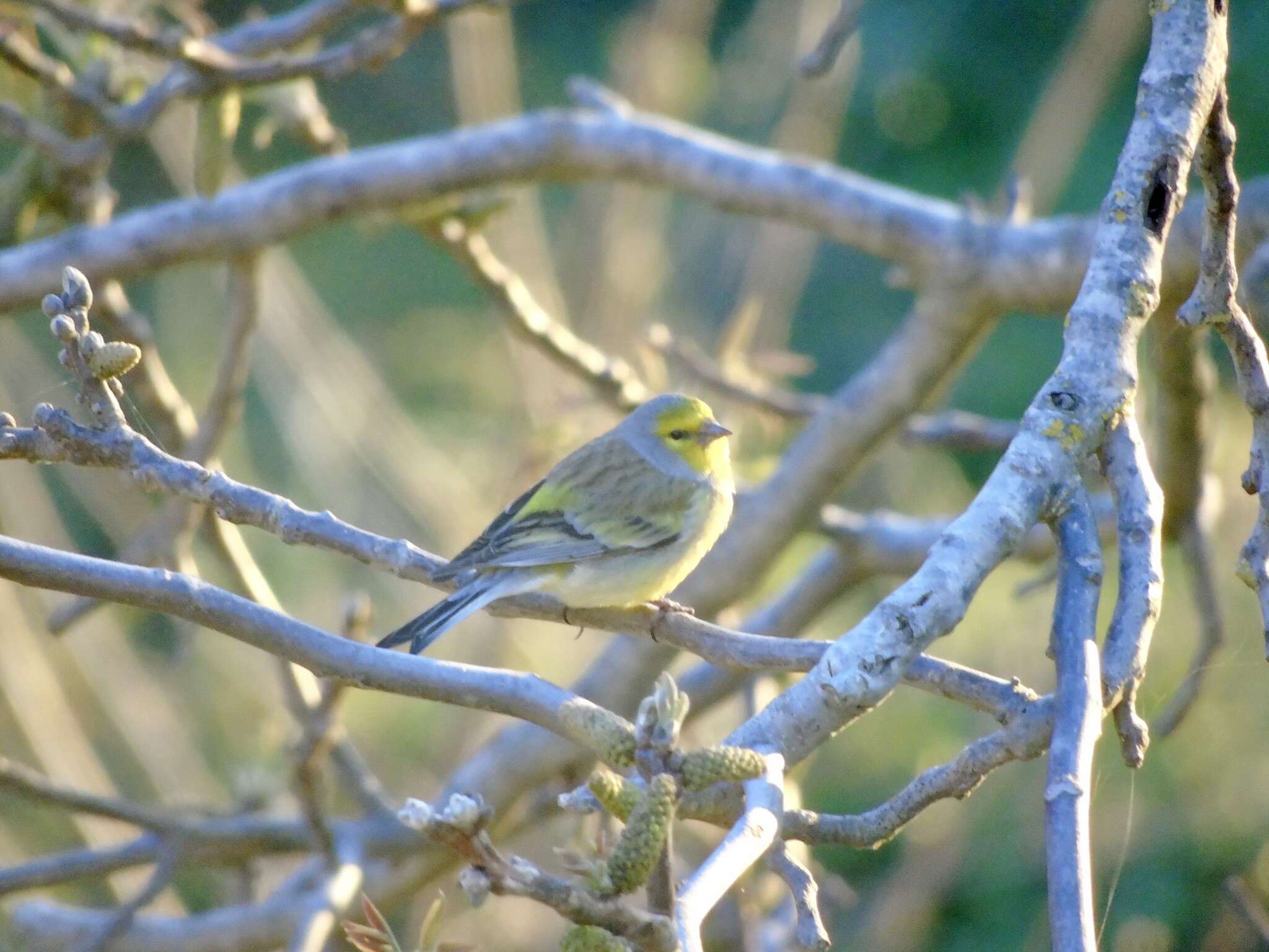 Image of Corsican Citril Finch