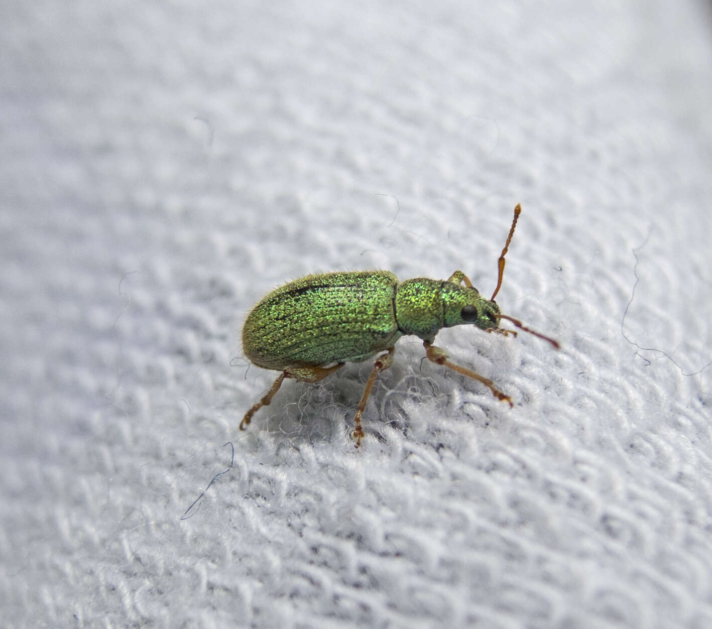 Phyllobius (Dieletus) argentatus Linnaeus 1758 resmi