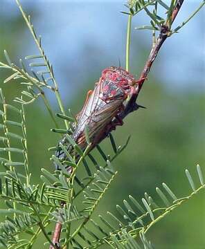 Plancia ëd Calliopsida