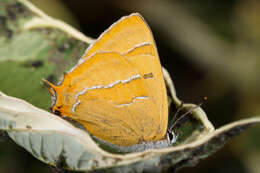 Image of Brown Hairstreak