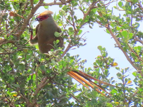 Urocolius indicus indicus (Latham 1790) resmi