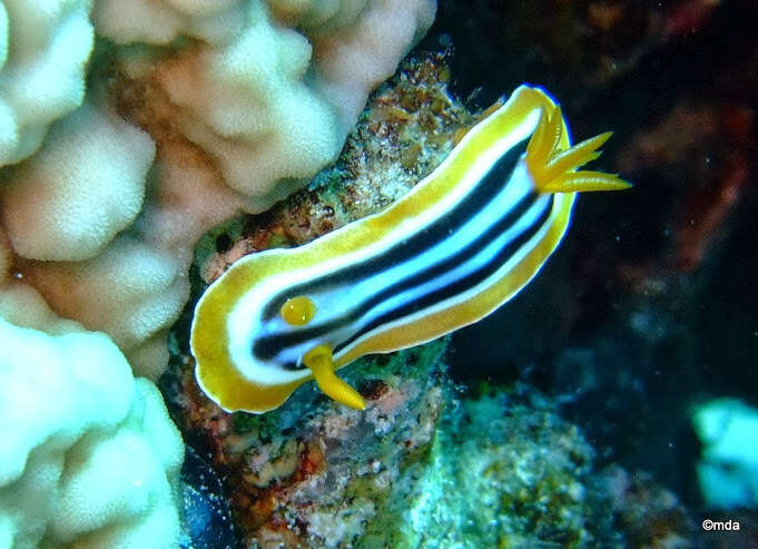 Sivun Chromodoris quadricolor (Rüppell & Leuckart 1830) kuva