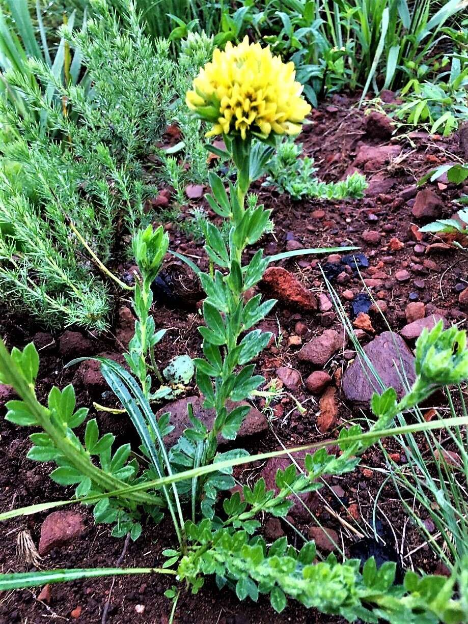 Image of <i>Leobordea corymbosa</i>