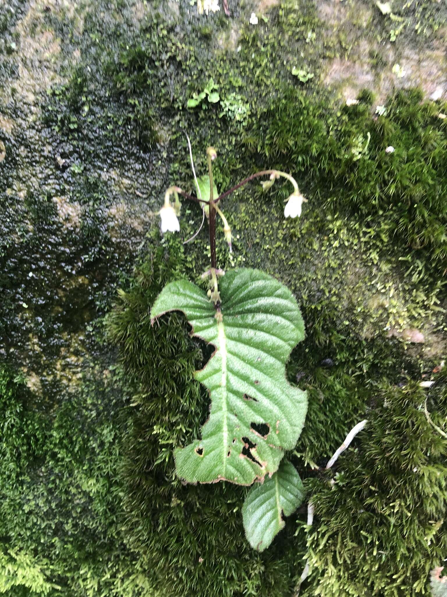 Image of Streptocarpus micranthus C. B. Clarke