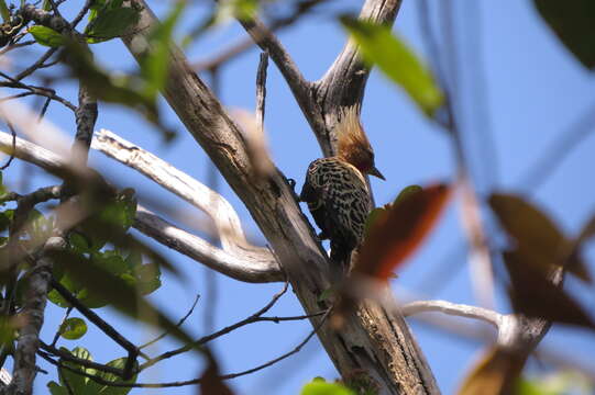 Image of Ochre-backed Woodpecker